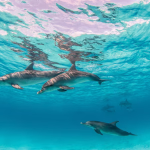 Dolphin House Snorkeling Tour