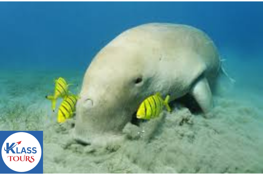 Abu Dabbab Bay Turtle Bay Snorkeling