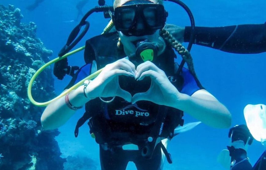 Dolphin House & Diving VIP
