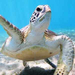 Abu Dabbab Bay Turtle Bay Snorkeling Tour
