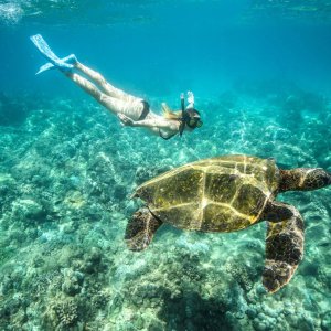 Abu Dabbab Bay Turtle Bay Snorkeling Tour