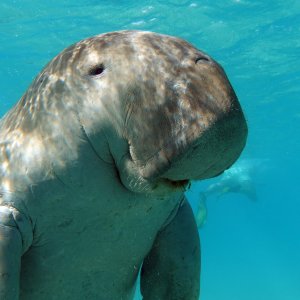 Abu Dabbab Bay Turtle Bay Snorkeling Tour