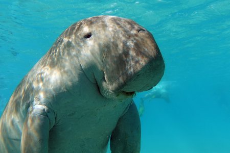 Abu Dabbab Bay Turtle Bay Snorkeling Tour