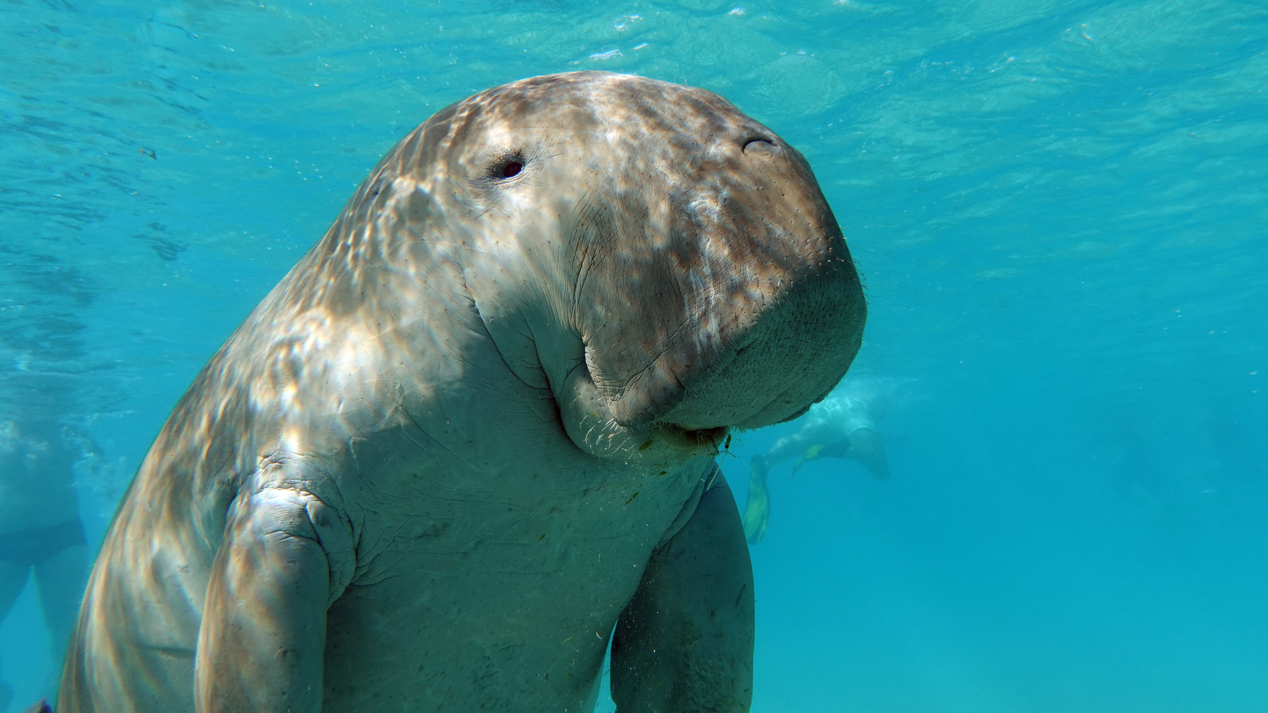 Abu Dabbab Bay Turtle Bay Snorkeling Tour