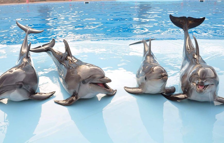 Dolphin Show & Mini Egypt