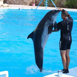 VIP Tour Dolphin Show & Mini Egypt