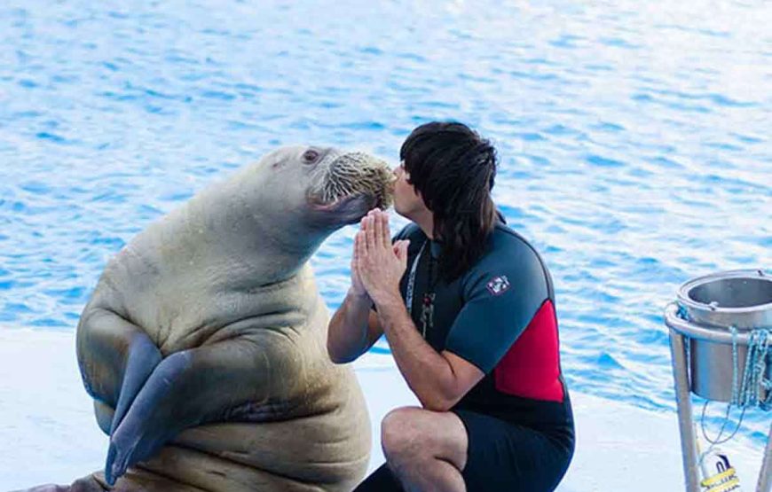 Dolphin Show & Mini Egypt