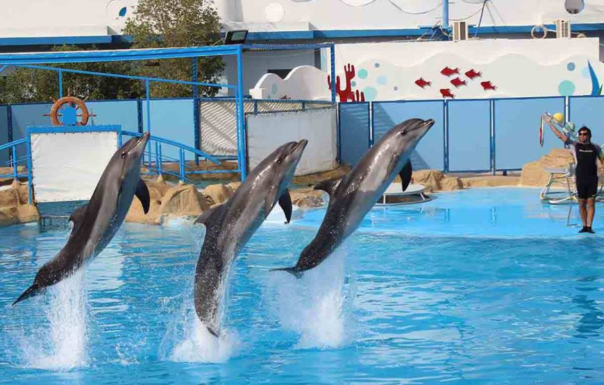 Dolphin Show & Mini Egypt