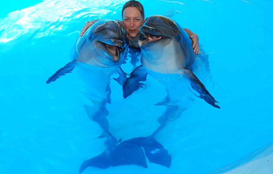 Dolphin Show & Mini Egypt