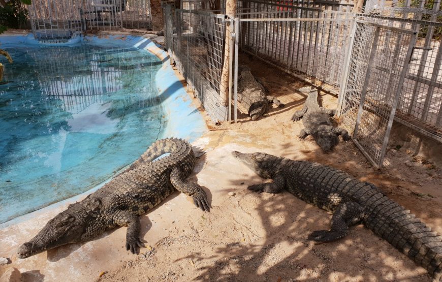 Hurghada Grand Aquarium VIP Tour