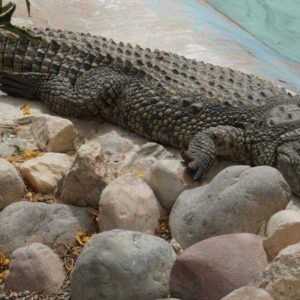 Hurghada Grand Aquarium VIP Tour