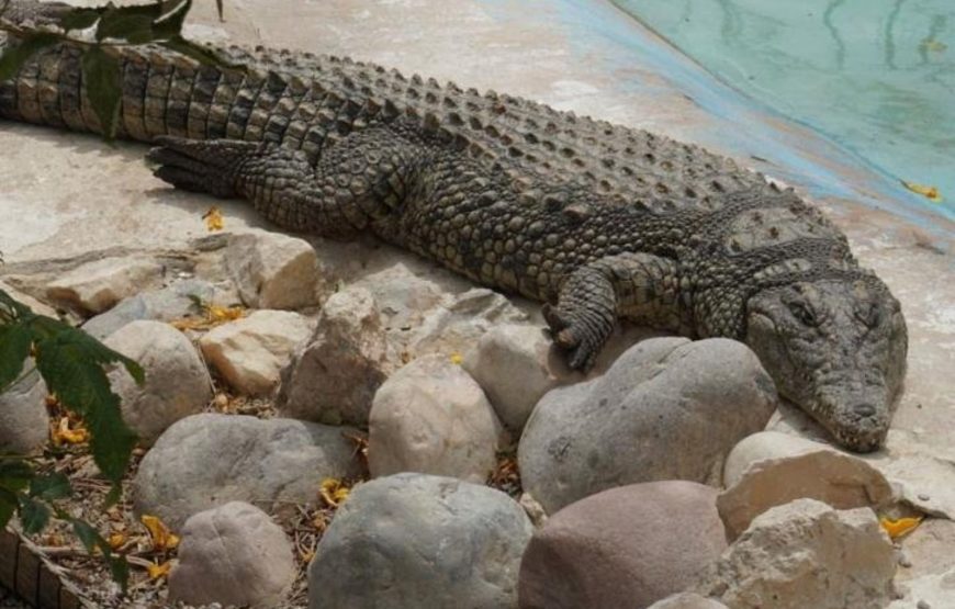 Hurghada Grand Aquarium VIP Tour