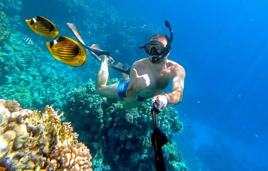 Dolphin House & Diving VIP